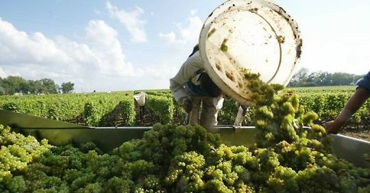 Vendanges Premier Coup De S Cateur Au Ch Teau Carbonnieux