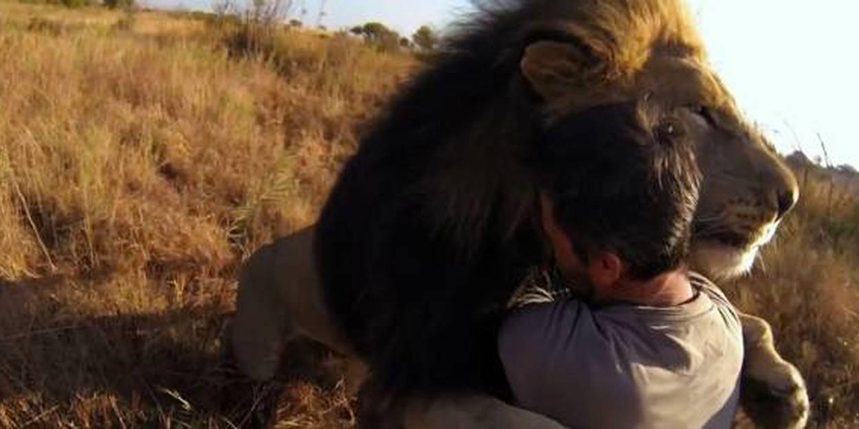 VIDÉO L homme qui murmurait à l oreille des lions