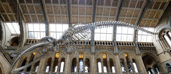 Charlie Edwards, 10 ans, a repere une erreur de denomination de l'un des dinosaures du musee.