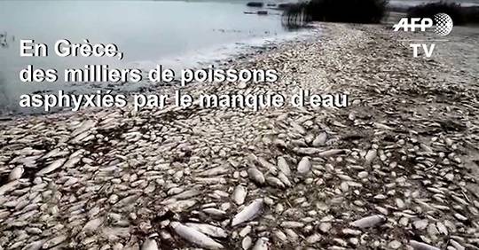 Vidéo Grèce des milliers de poissons asphyxiés dans un lac pour