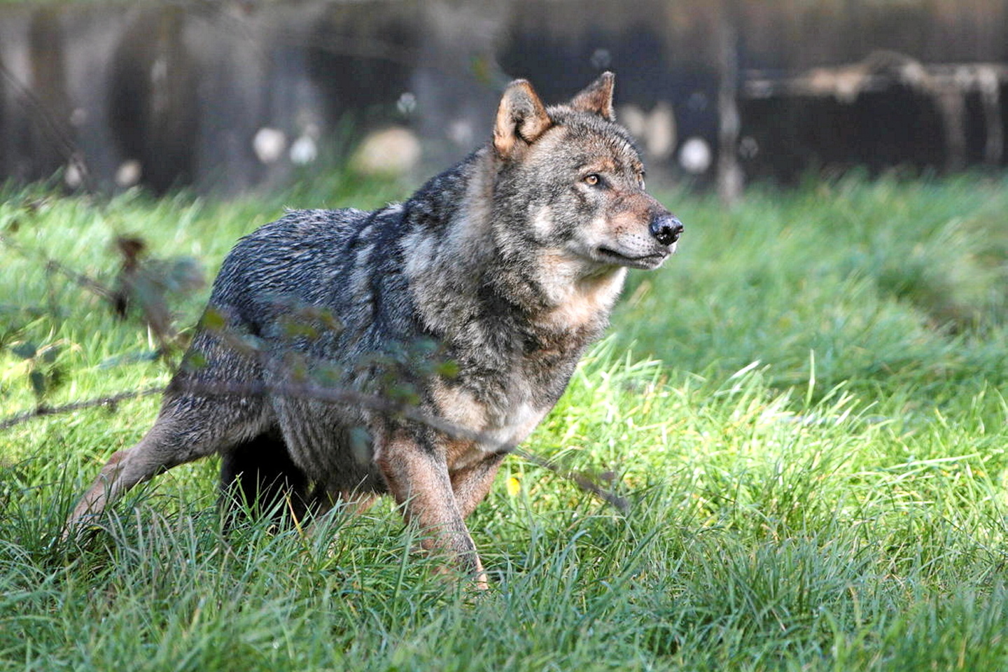 La nouvelle estimation du nombre de loups en France fait polémique