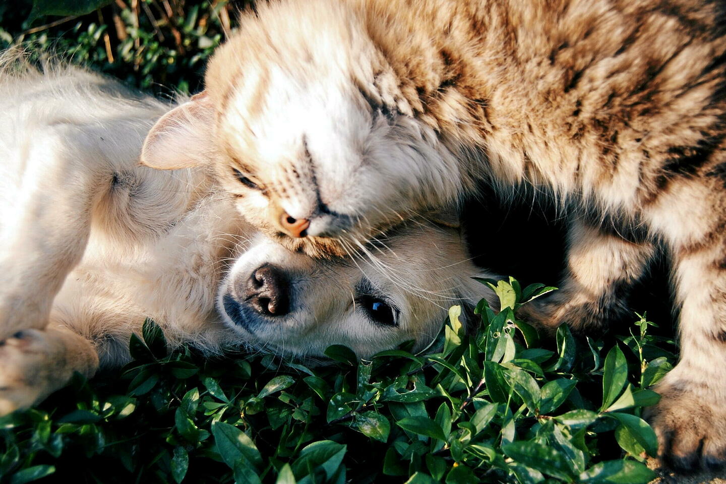 Tipi tendance pour chien et chat