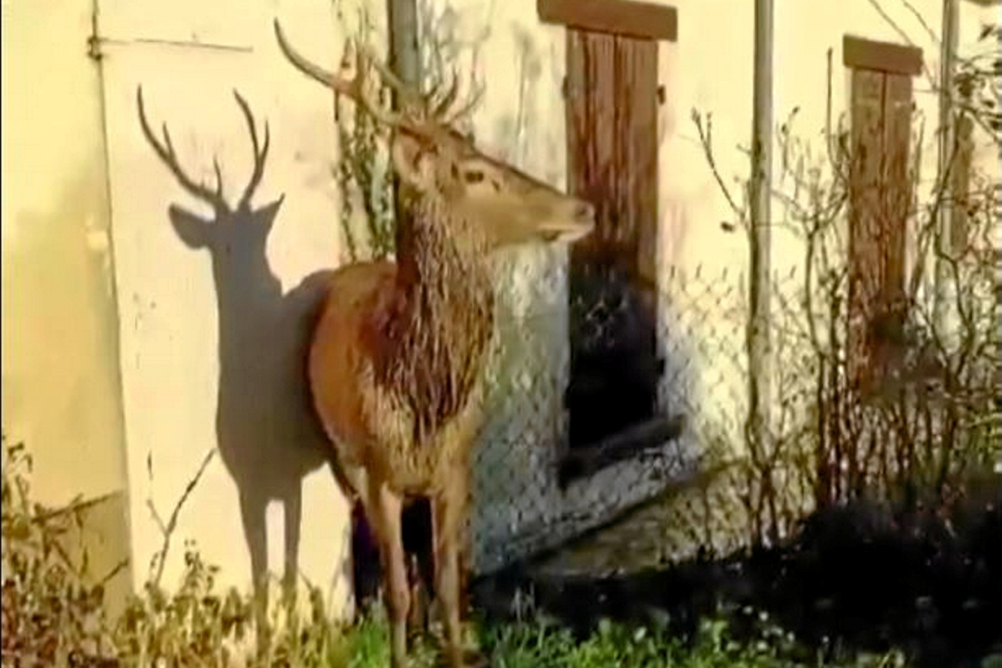 Un habitant tient t te des chasseurs courre et prot ge un cerf