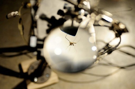A voir au Palais de Tokyo, une installation de Robin Meier et Ali Momeni qui utilise des moustiques vivants pour recreer les sons qu'ils emettent au moment de leur accouplement.