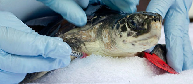 Plus de 460 tortues marines - une espece protegee - ont ete retrouvees mortes depuis le debut de la maree noire (C) MaxPPP