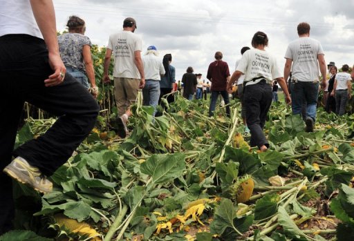 Plusieurs dizaines de faucheurs volontaires ont coupe samedi des tournesols en Indre-et-Loire pour protester contre ces plantations resistantes aux pesticides, selon l'un des organisateurs.