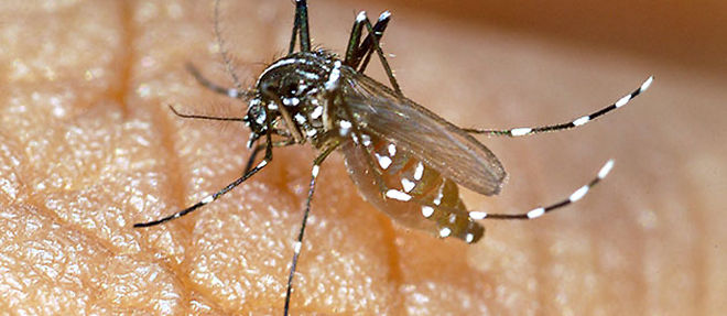 La dengue se transmet d'homme a homme par l'intermediaire d'une piqure de moustique tigre du genre Aedes (C) AFP