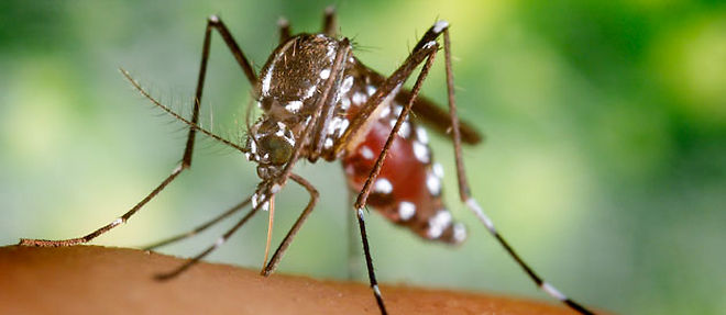 Les femelles Aedes albopictus, le moustique tigre, pondent jusqu'a 250 oeufs tous les 2 jours. (C) CDC/PHIL/CORBIS