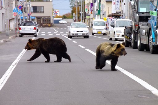 Les Attaques D'ours En Hausse Au Japon à Cause Du Changement Climatique