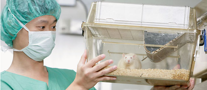 3,2 millions d'animaux ont ete utilises a des fins experimentales en 2004 dont 1,5 million de souris et 400.000 rats (C) Wolfgang Flamisch/Corbis
