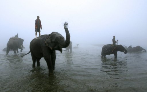 Les conducteurs d'elephants de la principale reserve naturelle du Nepal se sont mis en greve pour obtenir des hausses de salaire, ont annonce samedi les autorites qui gerent ces reserves.