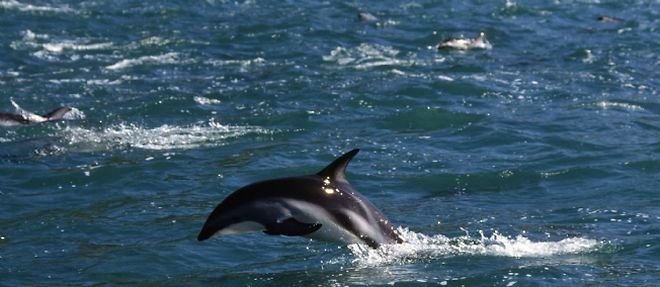 Les bebes dauphins connaissent une mortalite elevee dans les eaux de la Floride cette annee.