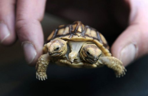 Une tortue a deux tetes et a cinq pattes venue au monde il y a sept semaines attire les regards a Zilina, dans le nord de la Slovaquie, a rapporte l'agence de presse SITA.