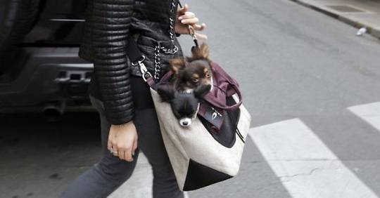 Panier sac chien Louis Vuitton Marron en Autre  25482449
