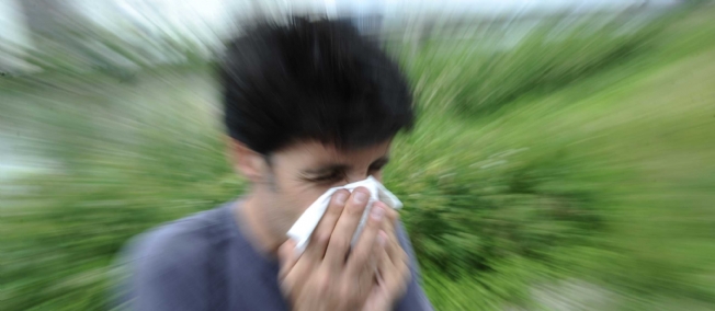 Allergie : du rififi dans la lutte contre l'ambroisie