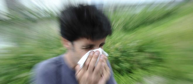 Dans les zones polluees, plus de 20 % de la population est malade de l'ambroisie.