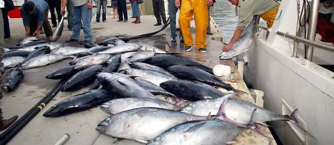 Le thon rouge est en danger dans les eaux libyennes.