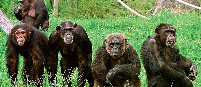 Les chimpanzes utilisent 66 gestes pour communiquer entre eux.