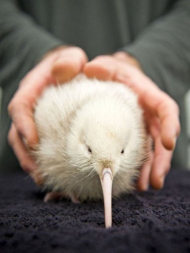 Nouvelle Zelande Naissance Exceptionnelle D Un Kiwi Blanc Le Point