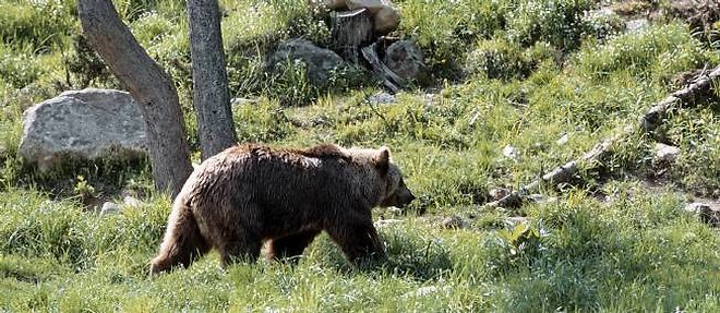 Il n'y aura pas de nouvel ours dans le Bearn.