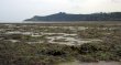 Algues vertes: l'h&eacute;catombe de sangliers se poursuit sur une plage bretonne