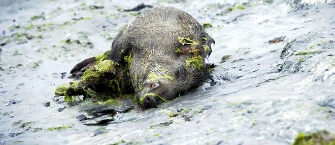 15 sangliers sont morts sur la meme plage depuis debut juillet. Les algues vertes sont pointees du doigt.