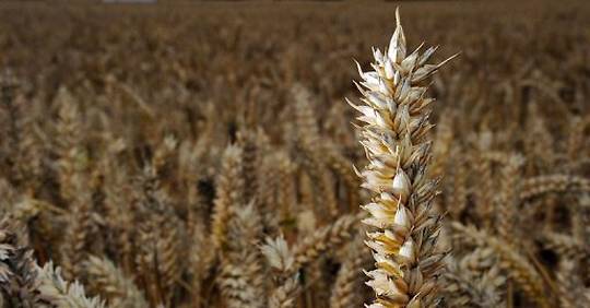 Après la sécheresse, la pluie menace la récolte de blé