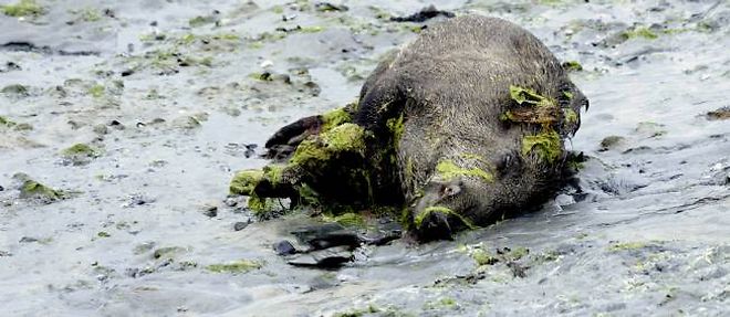 Les algues vertes ne sont peut-etre pas le facteur unique de la mort des sangliers.