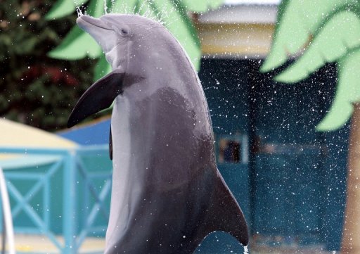 Le dauphin Josephine, heroine du film "Le grand bleu" du realisateur Luc Besson, est decede "des suites d'une maladie renale associee a son age tres avance", a annonce mardi le parc Marineland d'Antibes.