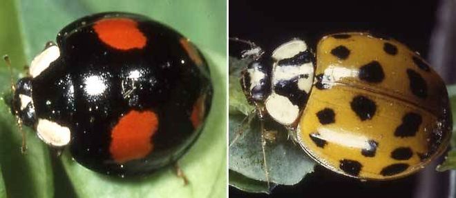 La coccinelle asiatique, Harmonia axyridis, est une espece de couleur tres variable. Elle peut etre noire a points rouges mais egalement jaune, orangee ou rouge a points noirs. 
