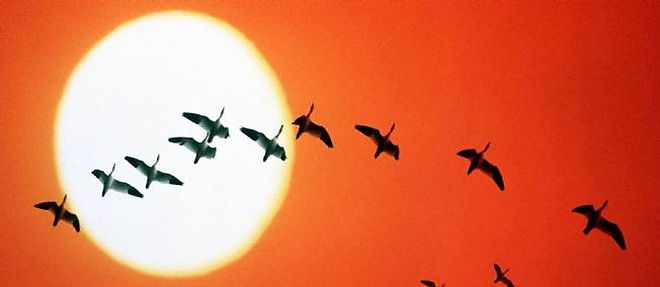 La grippe aviaire reviendra-t-elle cet automne, a l'occasion des prochaines migrations des oiseaux sauvages ?