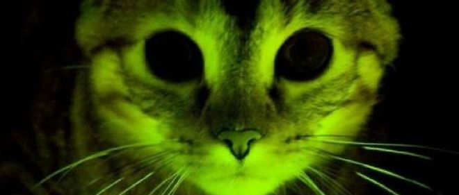 Des Chats Rendus Fluorescents Pour Aider A Combattre Le Sida Le Point