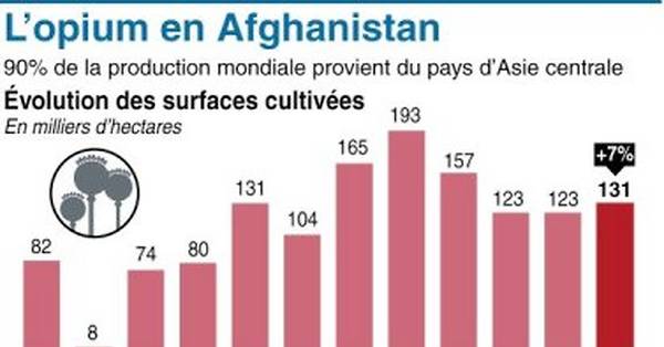 Afghanistan: La culture du pavot en hausse depuis le retour des