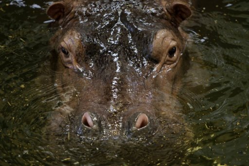 Un hippopotame nomme Humphrey a tue le Sud-Africain qui en avait fait un animal de compagnie, a rapporte lundi le quotidien Beeld.