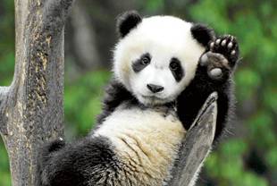 Résultat de recherche d'images pour "panda"