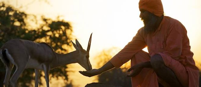 Un dixieme de la recolte de chaque famille bishnoi est mise de cote pour nourrir les animaux sauvages.