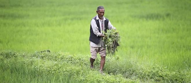 Un fermier dans une riziere a Khokana, un village au sud de Katmandou.