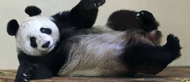 La BBC sacre un panda parmi les femmes de l'ann&eacute;e