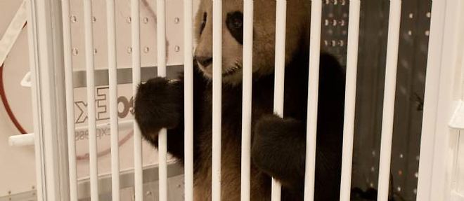 Les deux pandas ont ete place dans des cages speciales pour le transport vers la France.