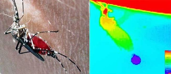 A droite, l'image thermographique montre une  femelle d'anophele en train de prelever du sang. L'image est composee par des pixels dont la couleur represente la temperature dans un point determine, de bleu (plus froid) a rouge (plus chaude). La trompe et la tete du moustique restent relativement chaudes, tandis que l'abdomen reste plus froid .  La goutte emise par l'insecte(bleue)s'evapore et perd de la chaleur en refroidissant le corps du moustique.

