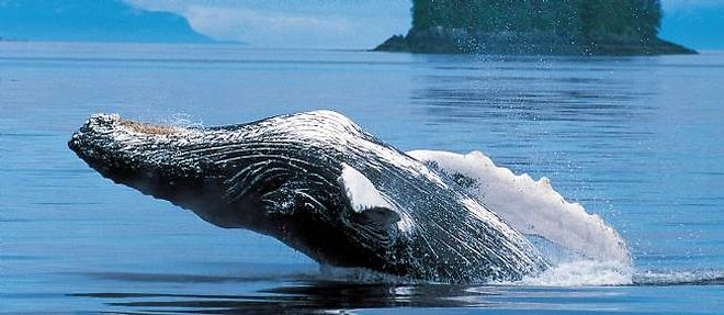 Les baleines a bosse qui vivent au large de Madagascar et celles qui naviguent au large de la cote occidentale de l'Australie ne chantent pas les memes chansons. 