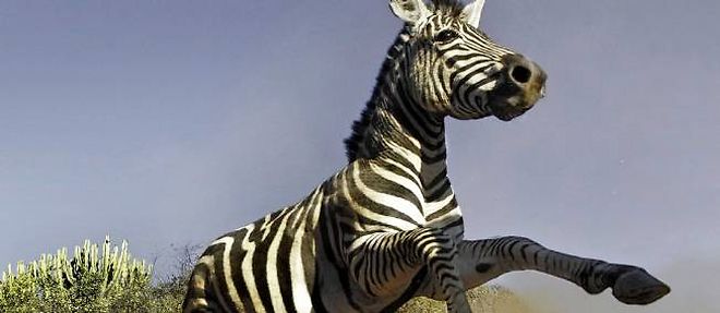 Le pelage raye du zebre le protege des attaques d'insecte. 
