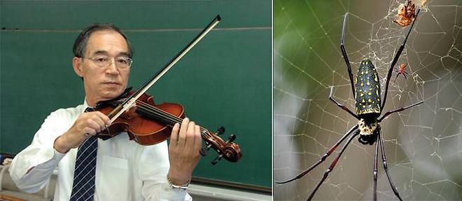 Le chercheur japonais Shigeyoshi Osaki experimente ses cordes de violon en soie d'araignee. 