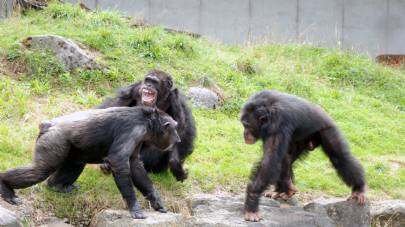 Les chimpanz&eacute;s ont aussi leur police !