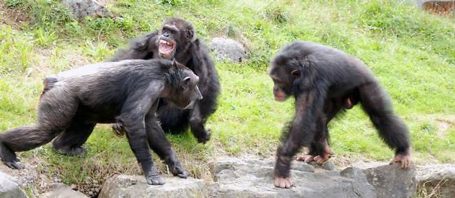 Les policiers chimpanzes se comportent generalement de maniere impartiale lorsqu'ils interviennent dans des conflits. 
