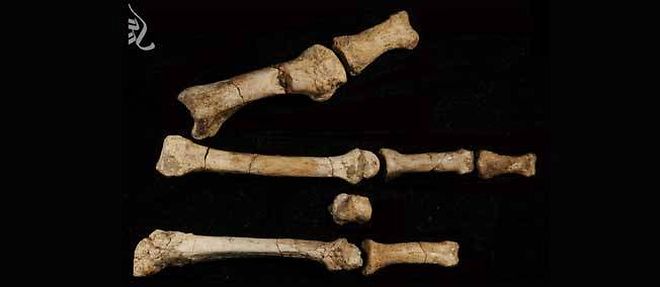 Ce fossile partiel de pied pourrait appartenir a un hominide inconnu contemporain de Lucy. 