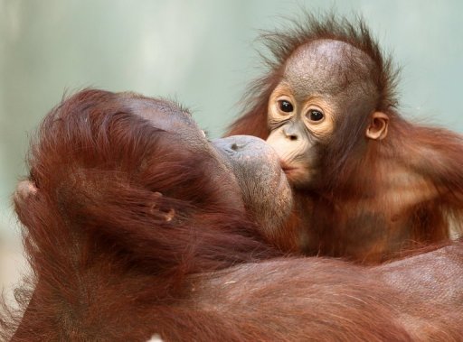 orang-outan dans le zoo. orangs-outans sont une type de génial