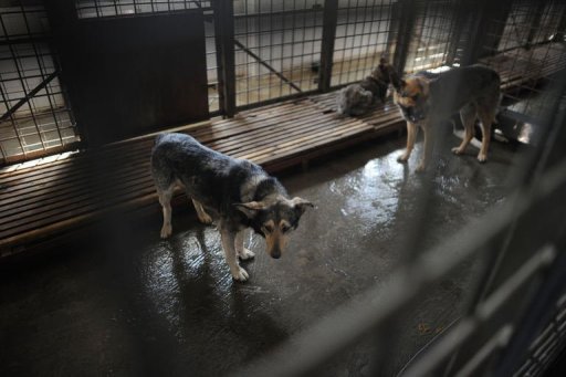 Une cinquantaine d'ONG ont reproche aux autorites, dans une declaration, de ne pas exercer de controle sur les proprietaires de chiens dont les animaux devraient etre enregistres et castres.