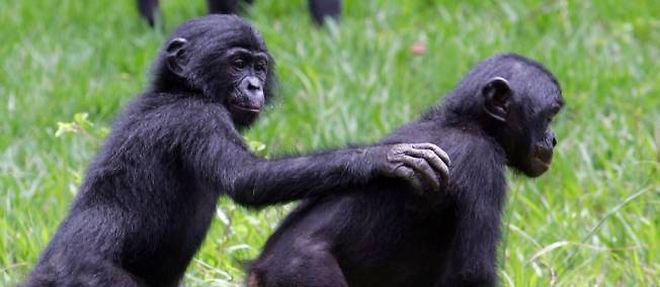 Les bonobos sont, genetiquement parlant, identiques a 98,7 % aux etres humains. 