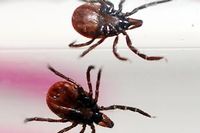 Maladie de Lyme : des patients en lutte contre les autorit&eacute;s sanitaires